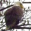 Bald Eagle Spotted At Green-Wood Cemetery